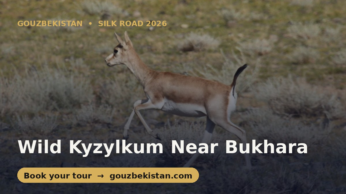 Gazelles at Dawn: Uzbekistan's Desert Wildlife Reserve Near Bukhara